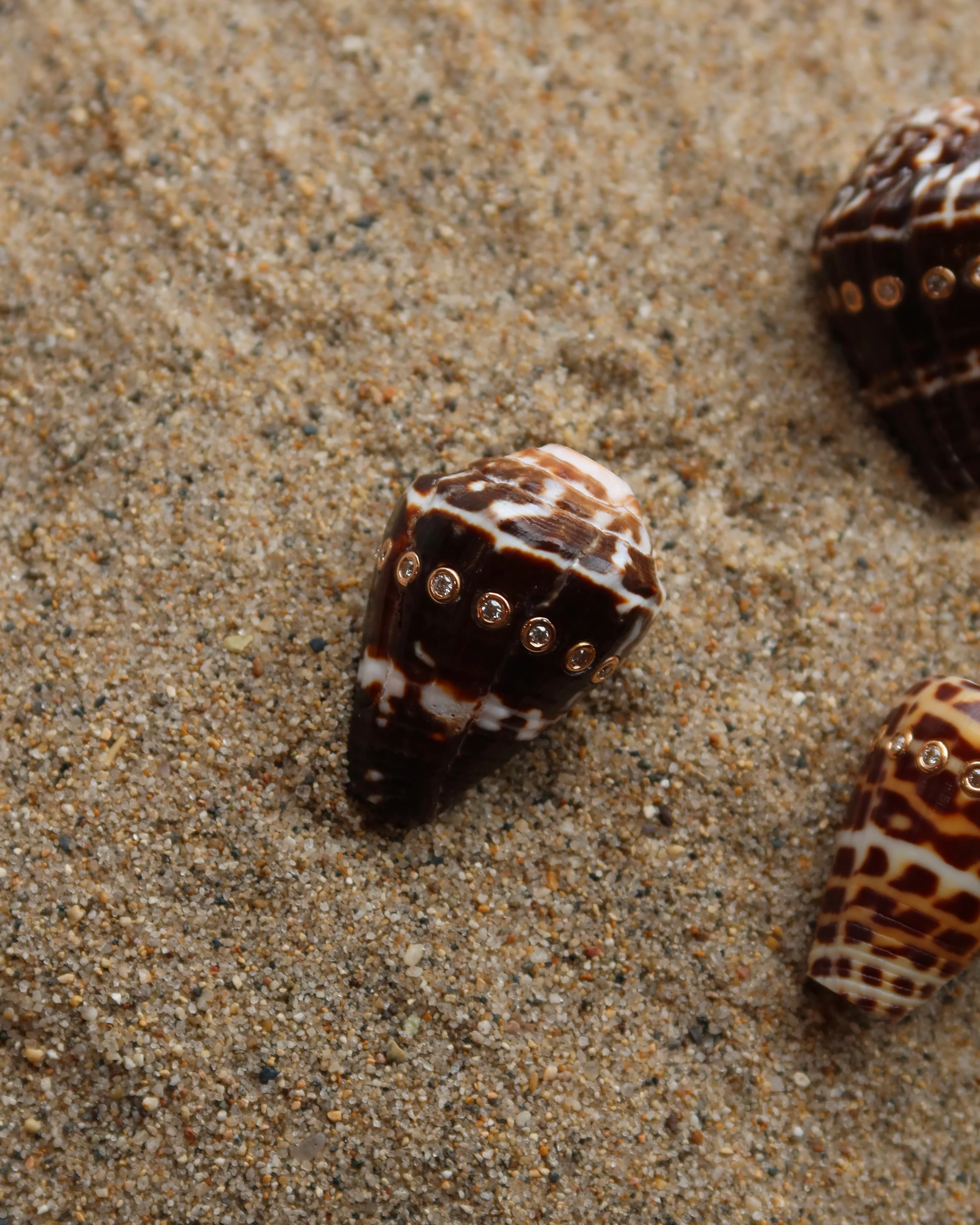 Conus Shell With Brilliant Diamonds - Image 4