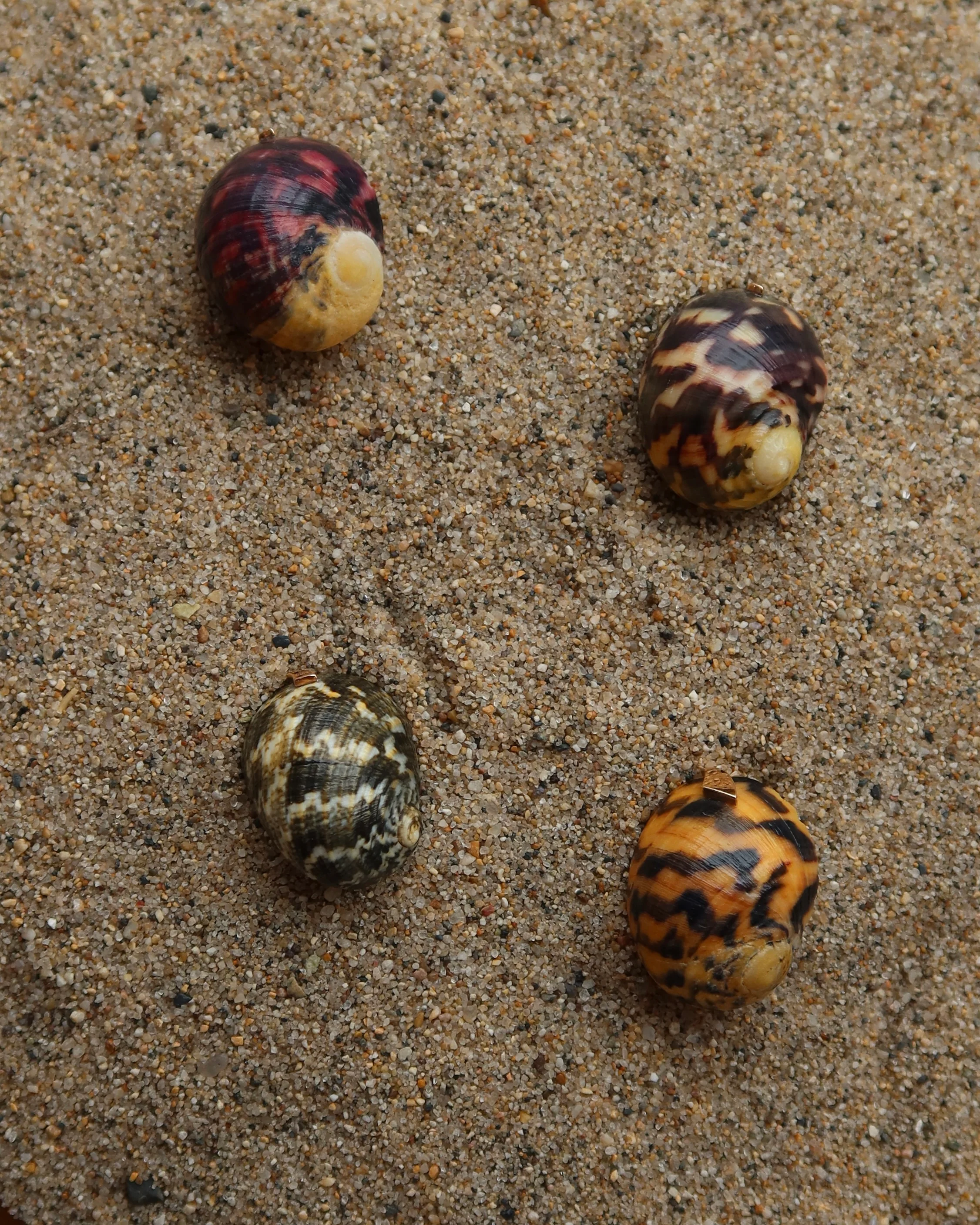 Turbo Shell Striped Blonde - Image 2